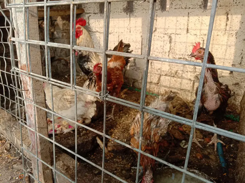 selling 6 hens set 1 rooster 5 hens egg wali — photo 9