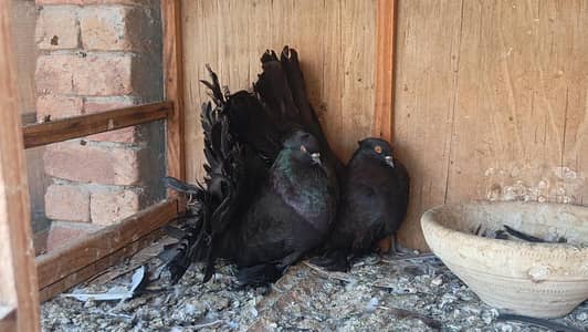 Black America pair for sale