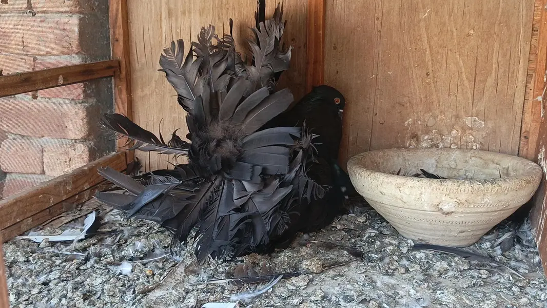 Black America pair for sale — photo 2