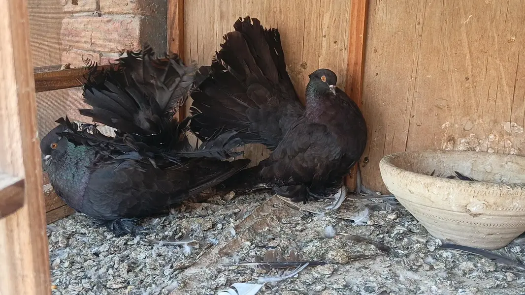 Black America pair for sale — photo 3