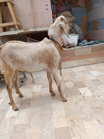 kheera Bakra