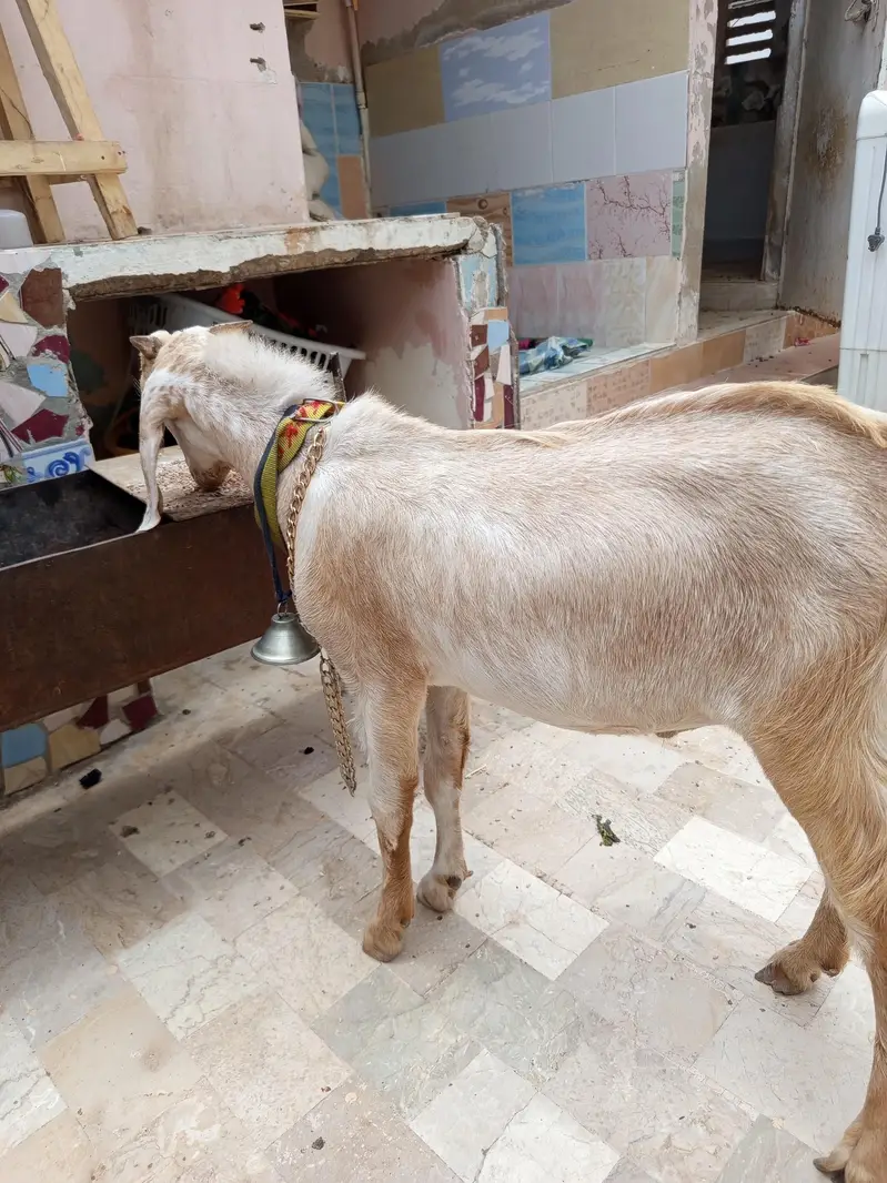 kheera Bakra — photo 2