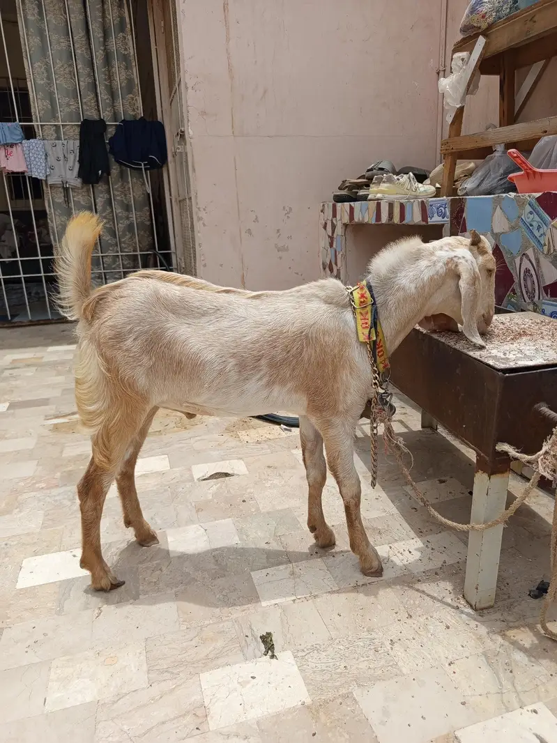 kheera Bakra — photo 3