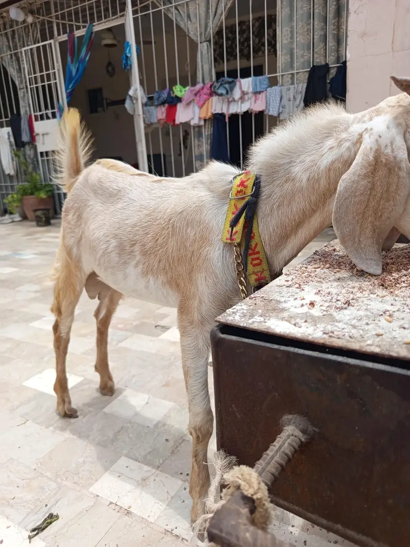 kheera Bakra — photo 5