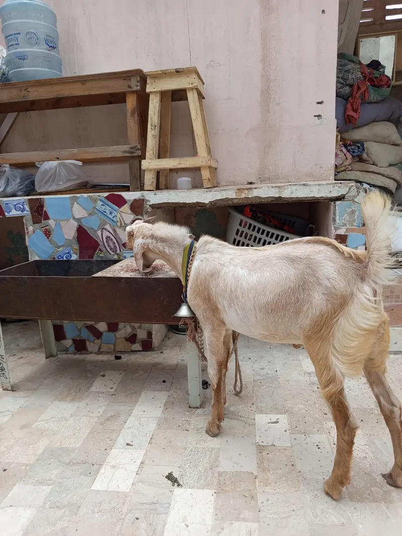 kheera Bakra — photo 6