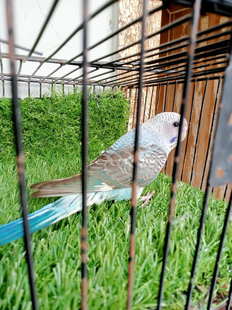 Black face gray. . hogoromo Latino red eyes. black wings . under ibition — photo 10