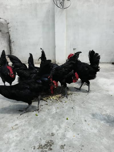 Australorp Male Roosters