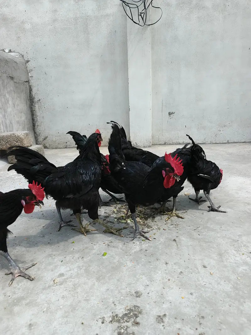 Australorp Male Roosters — photo 3