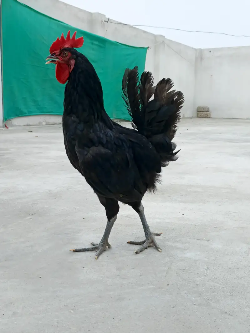 Australorp Male Roosters — photo 5