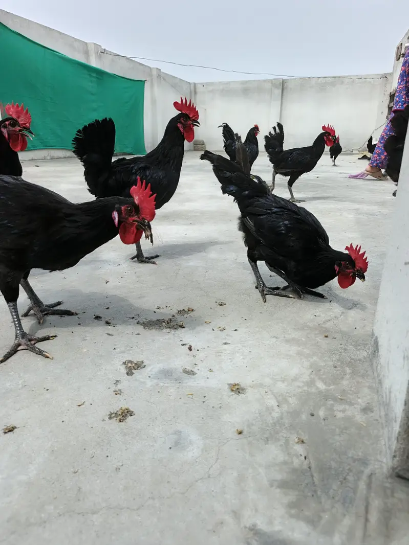 Australorp Male Roosters — photo 7