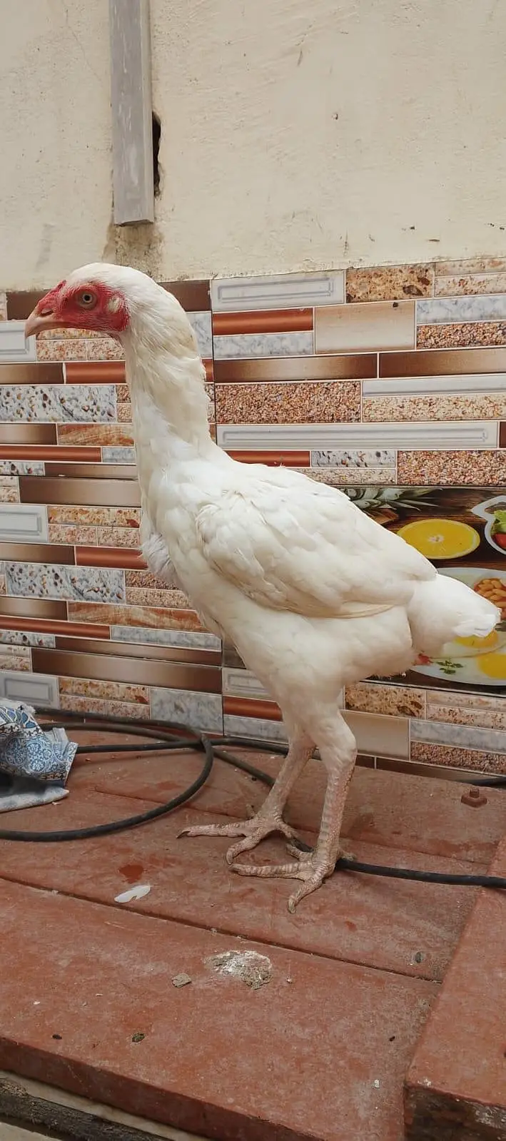 aseel heera murgi — photo 4