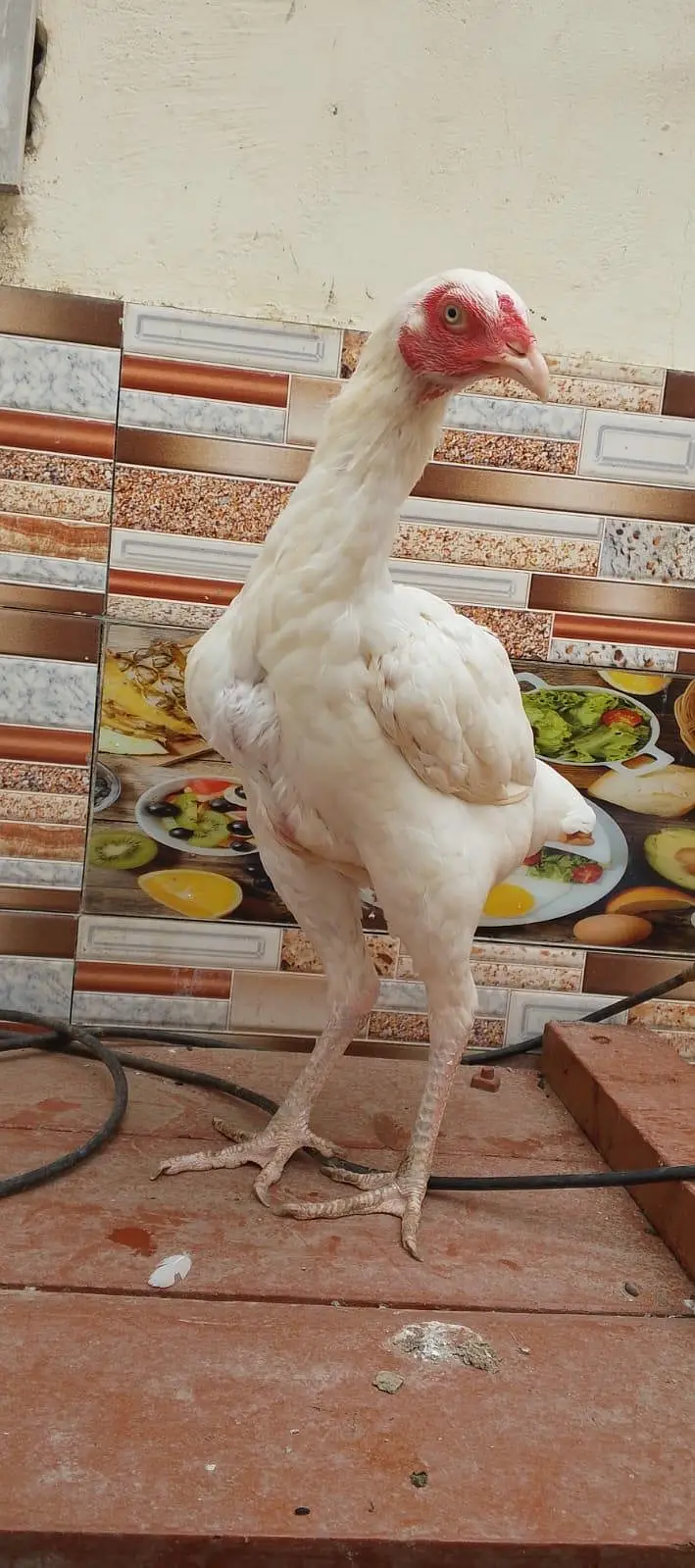aseel heera murgi — photo 5