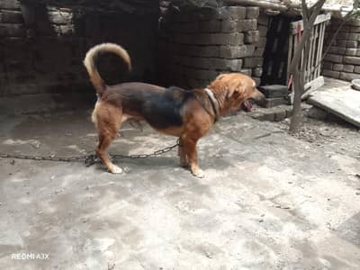 Russian male dog exchange possible