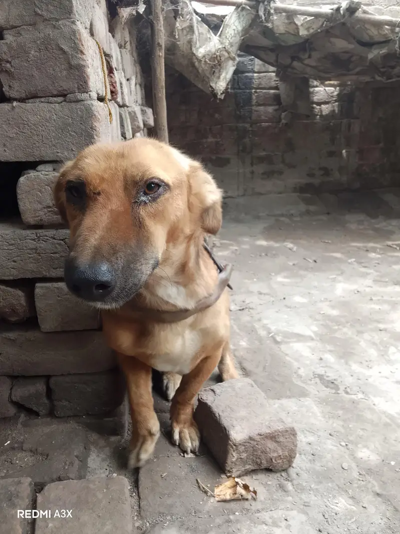 Russian male dog exchange possible — photo 2