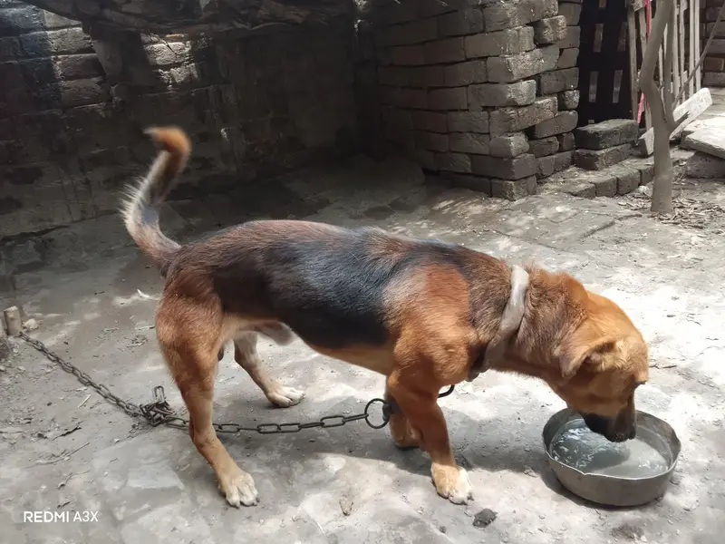 Russian male dog exchange possible — photo 3