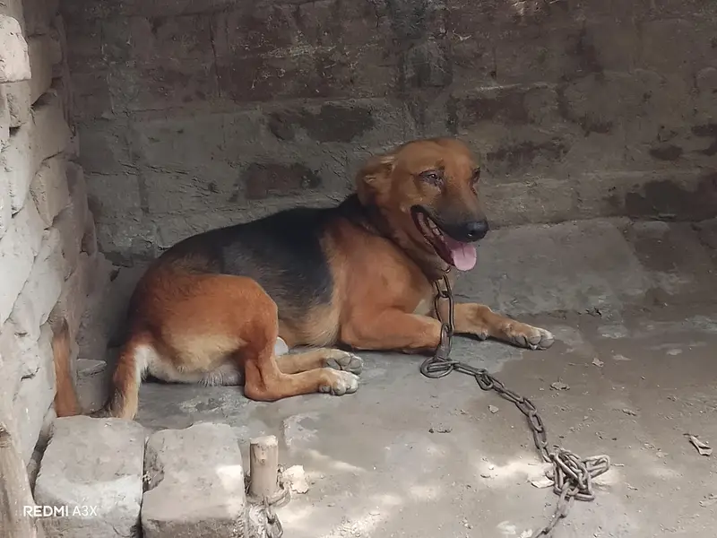 Russian male dog exchange possible — photo 4