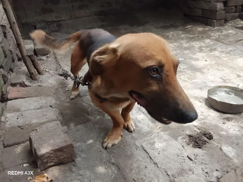 Russian male dog exchange possible — photo 5