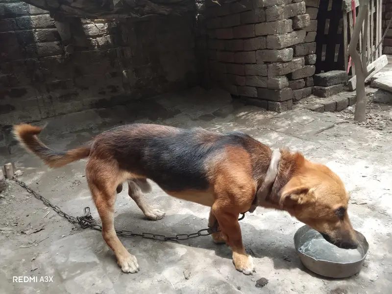 Russian male dog exchange possible — photo 6