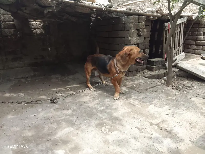 Russian male dog exchange possible — photo 7