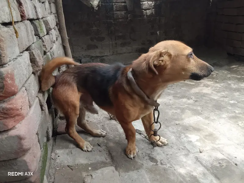 Russian male dog exchange possible — photo 8