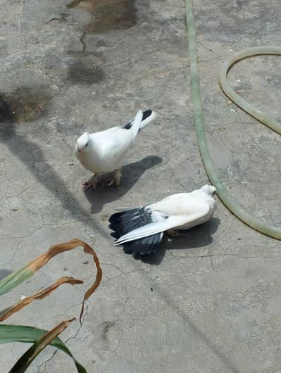quality 2kali pair 03007675406