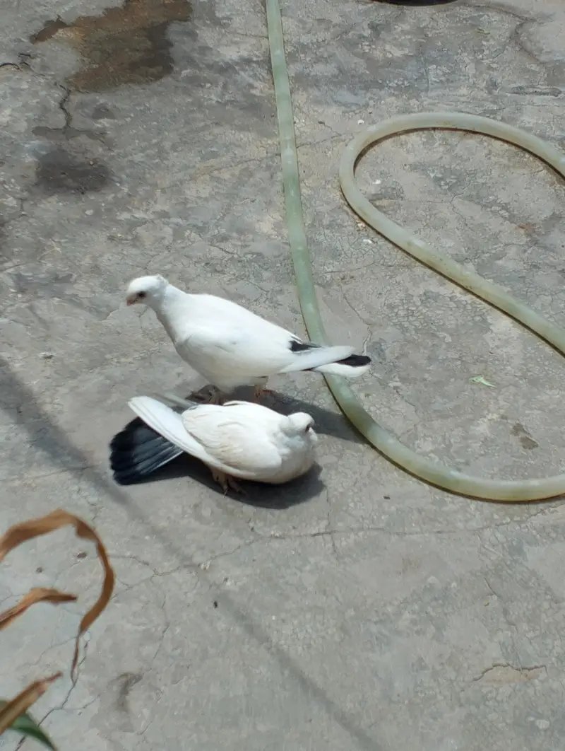 quality 2kali pair 03007675406 — photo 2