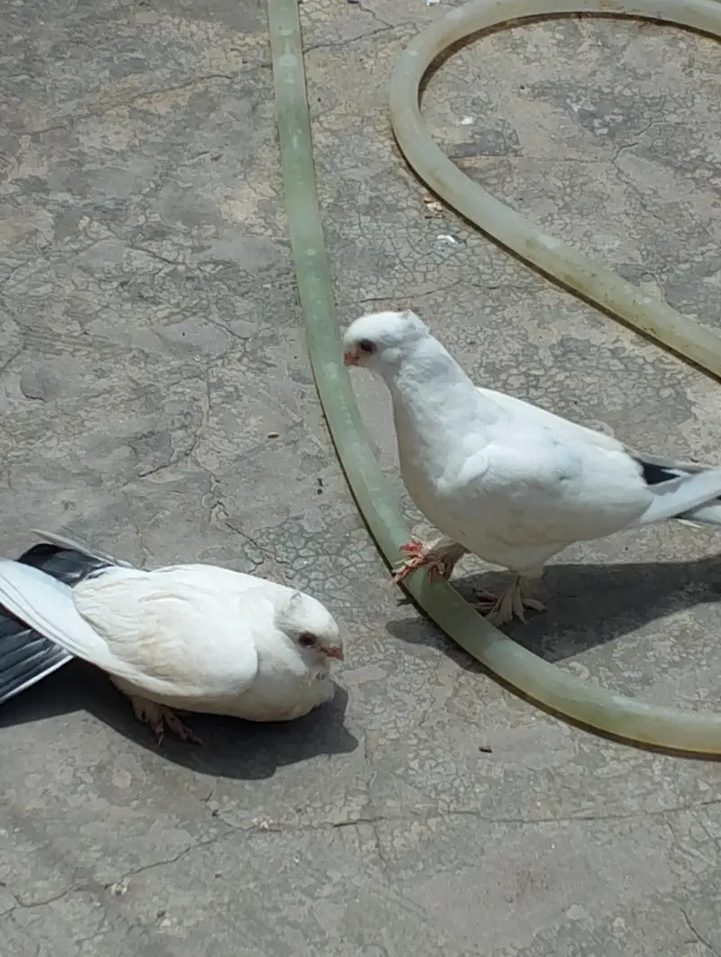 quality 2kali pair 03007675406 — photo 4
