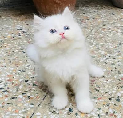 (Persian female kitten) (for sale all) (Pakistan delivery available)