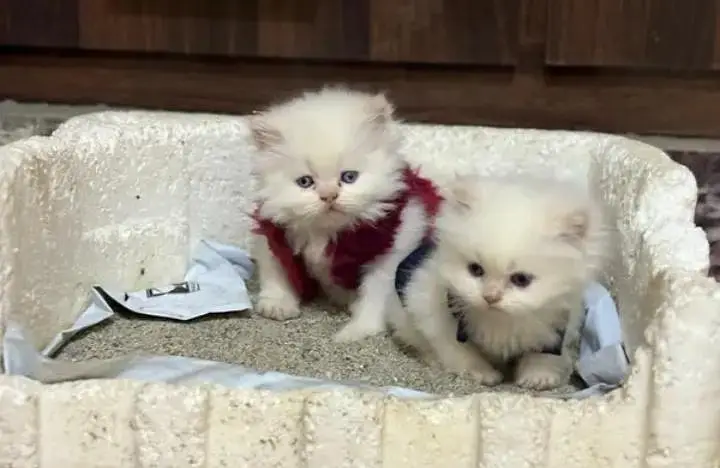 (Persian female kitten) (for sale all) (Pakistan delivery available) — photo 6