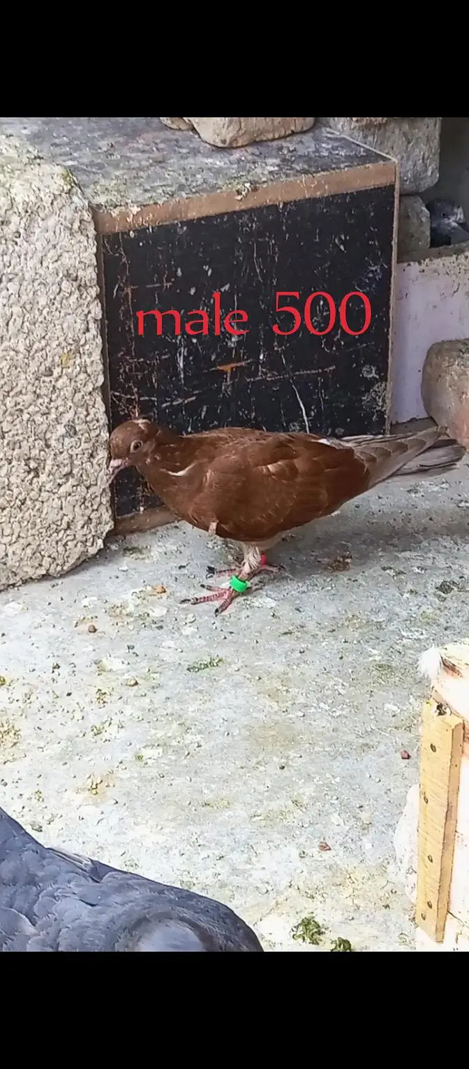 for sale pigeon Whatsapp 03125000521 — photo 4