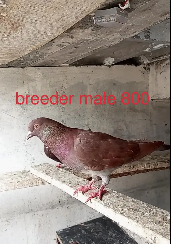 for sale pigeon Whatsapp 03125000521 — photo 5