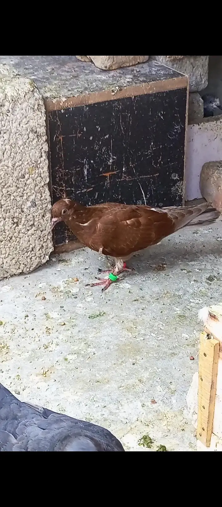 for sale pigeon Whatsapp 03125000521 — photo 6