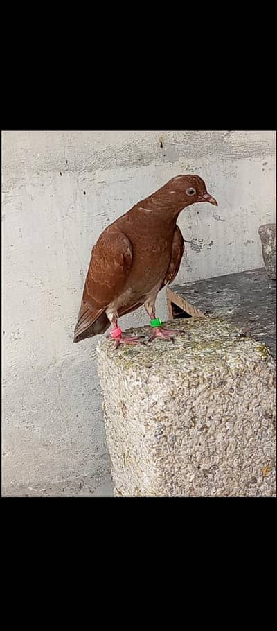 for sale pigeon Whatsapp 03125000521