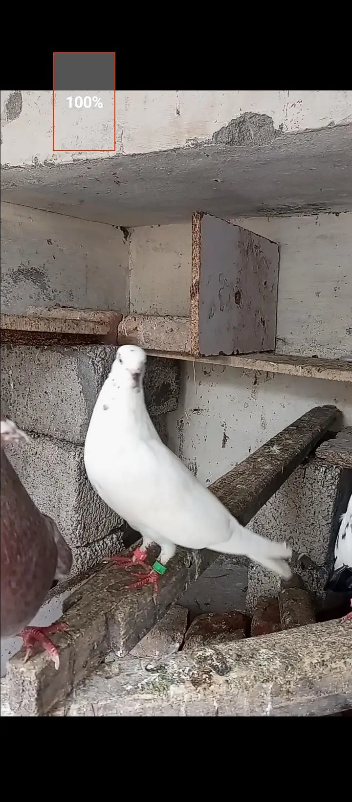 for sale pigeon Whatsapp 03125000521 — photo 8