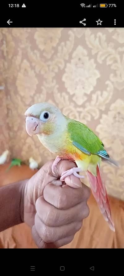 Hand tame Ring neck & fly tame pine apple conure