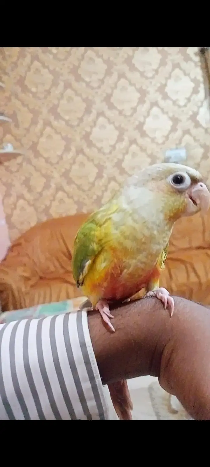 Hand tame Ring neck & fly tame pine apple conure — photo 2