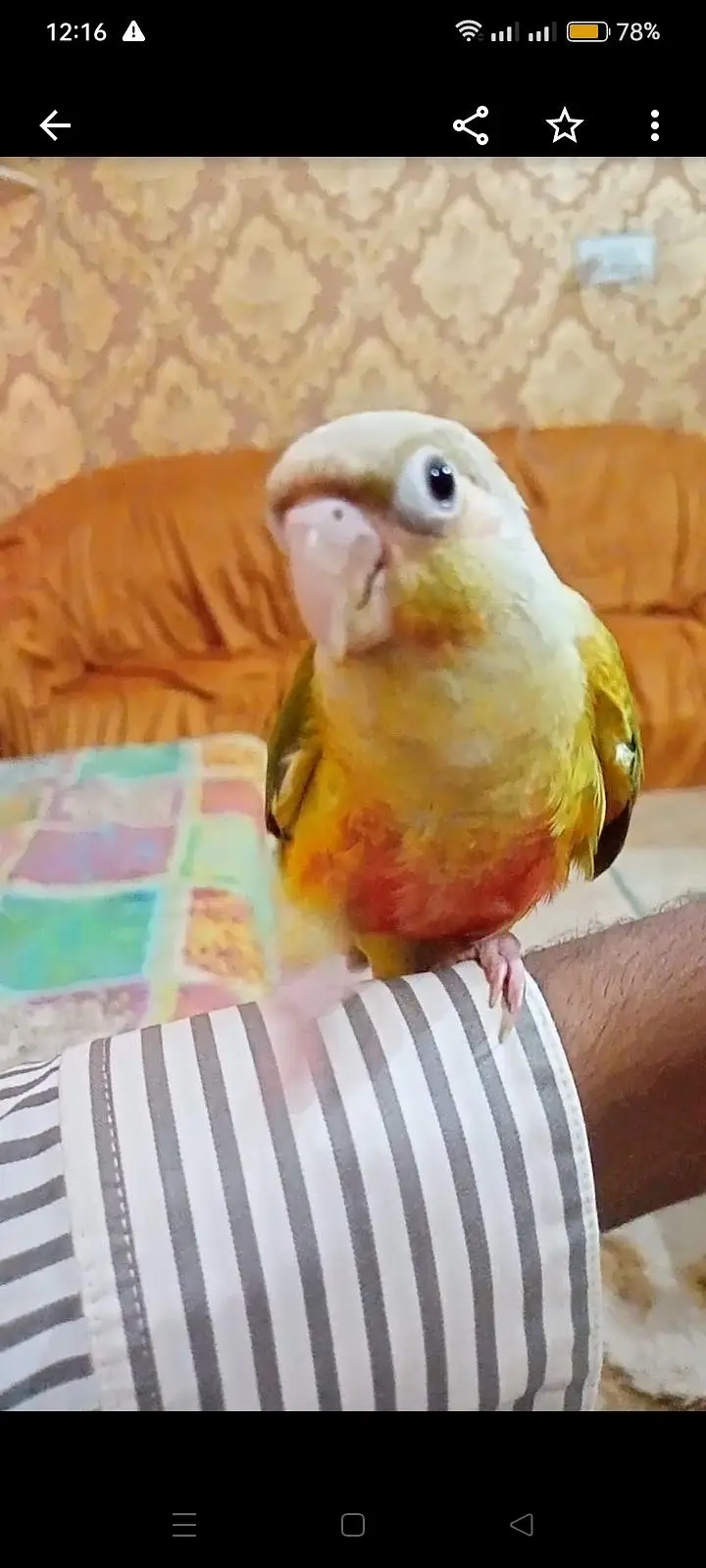 Hand tame Ring neck & fly tame pine apple conure — photo 3