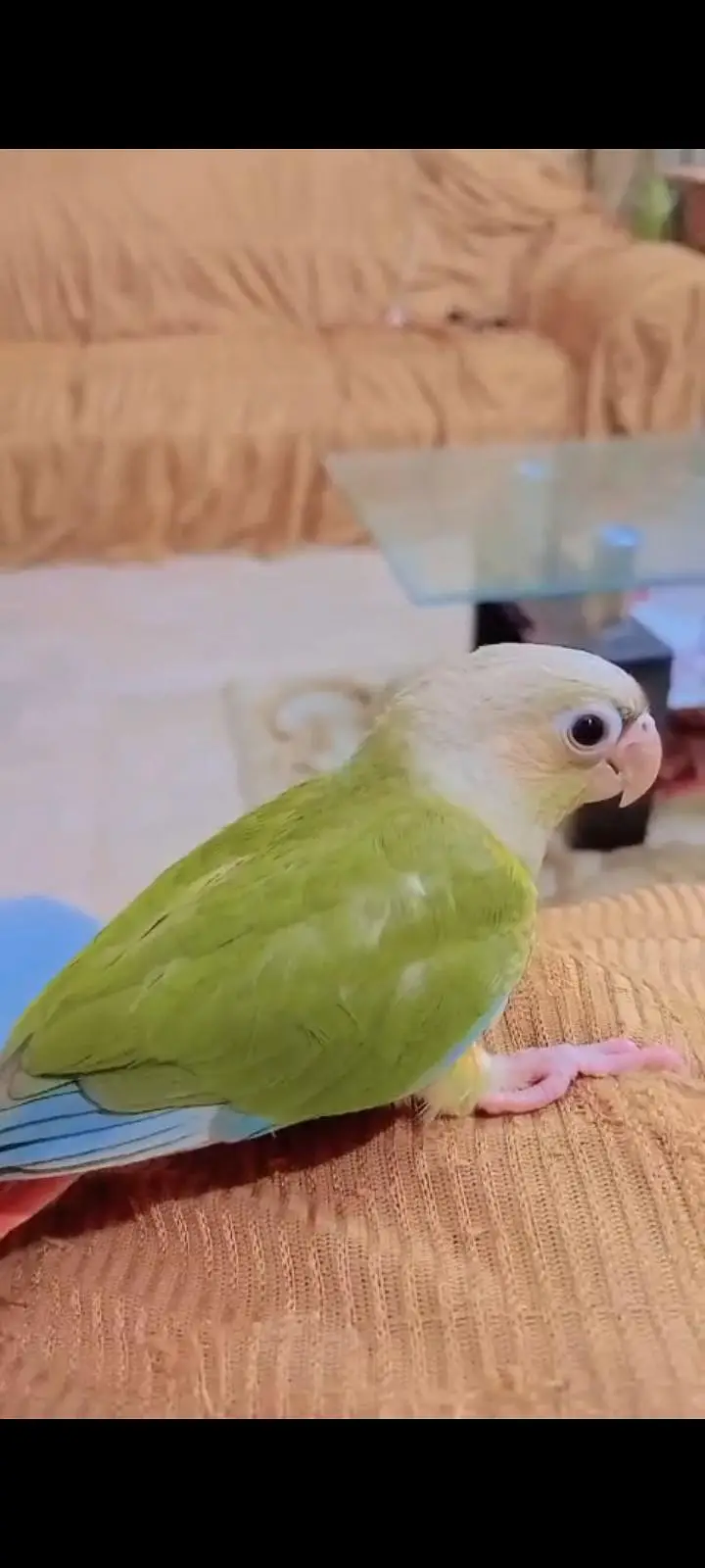 Hand tame Ring neck & fly tame pine apple conure — photo 4