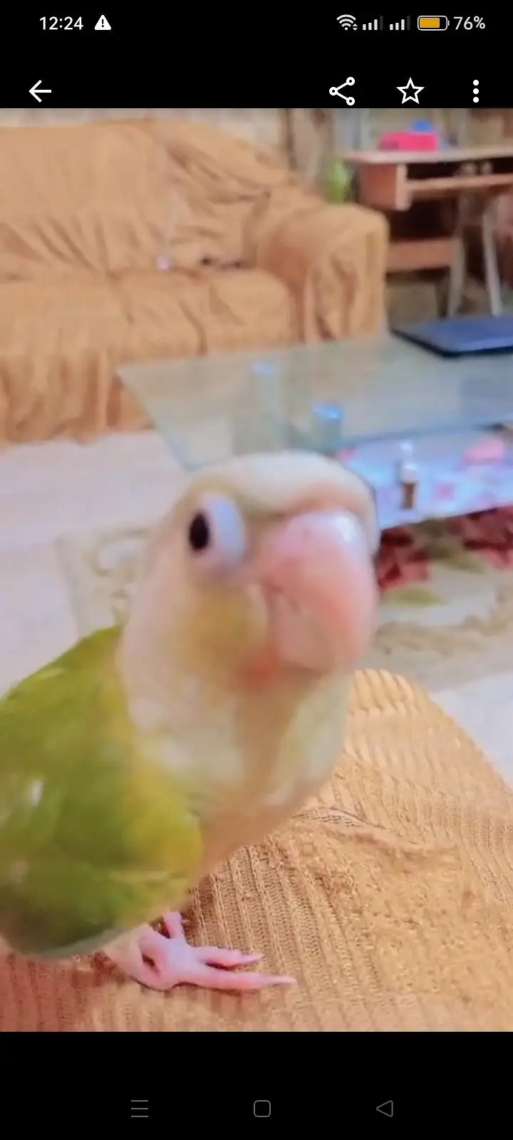 Hand tame Ring neck & fly tame pine apple conure — photo 5