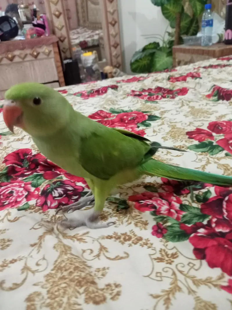 Hand tame Ring neck & fly tame pine apple conure — photo 6