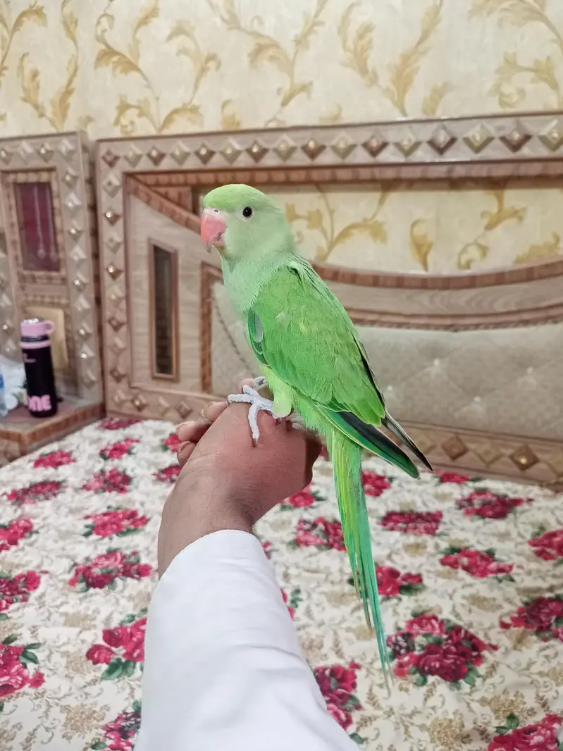Hand tame Ring neck & fly tame pine apple conure — photo 7