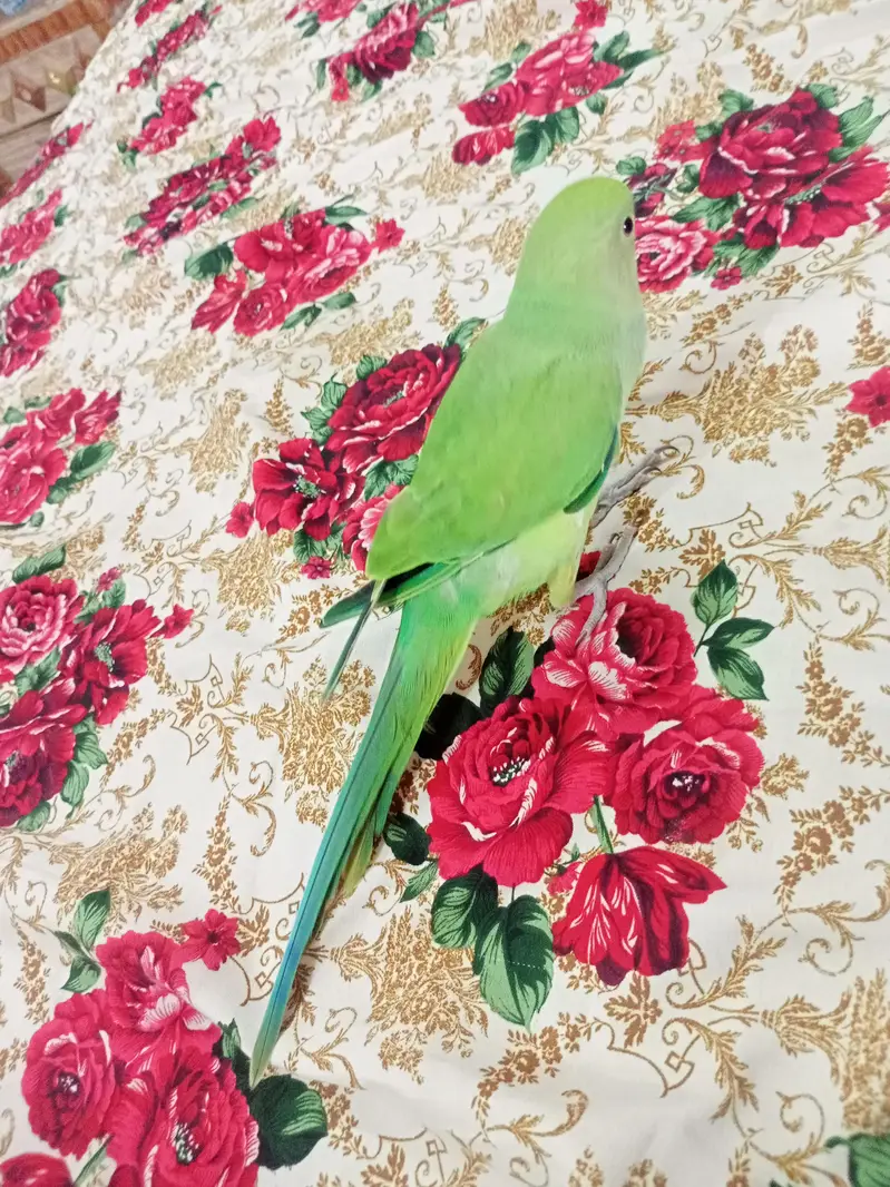 Hand tame Ring neck & fly tame pine apple conure — photo 8