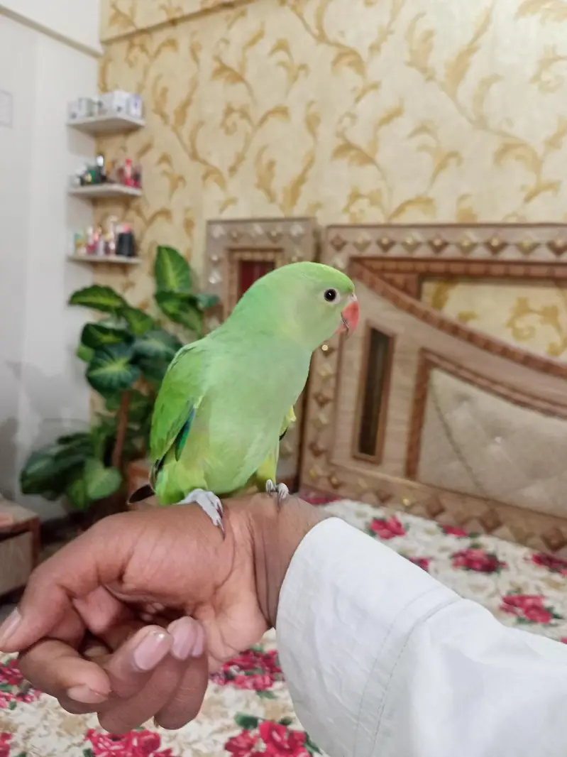 Hand tame Ring neck & fly tame pine apple conure — photo 9