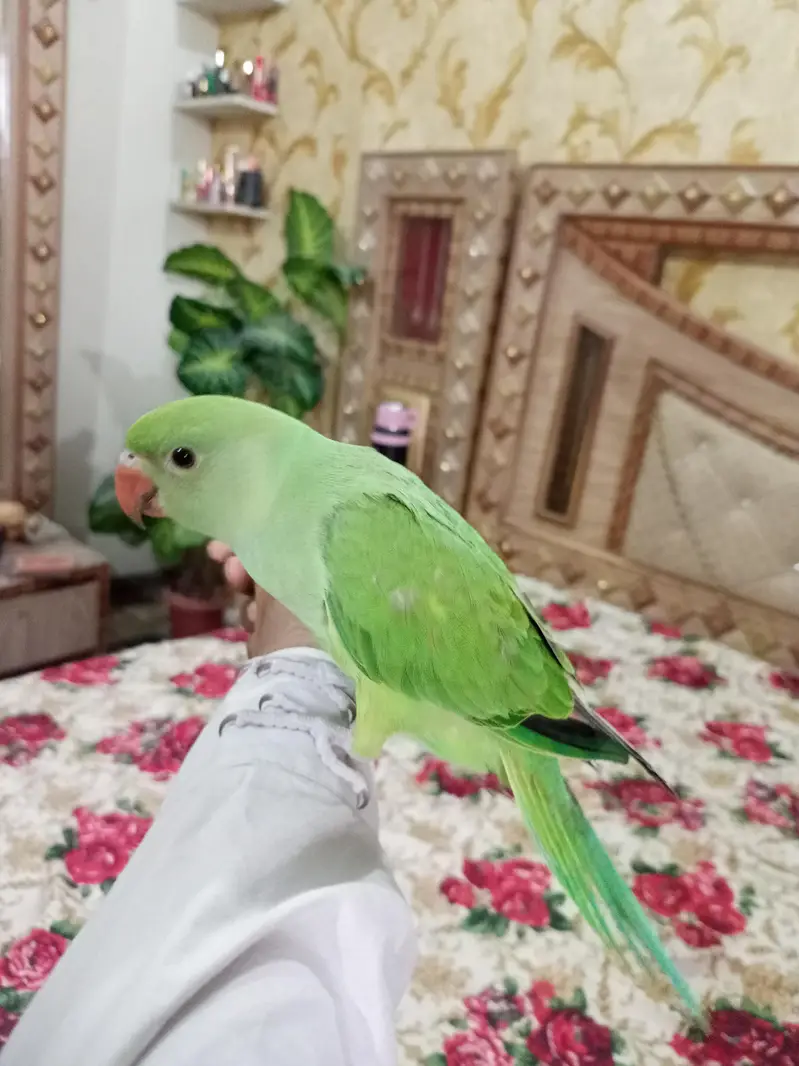 Hand tame Ring neck & fly tame pine apple conure — photo 10