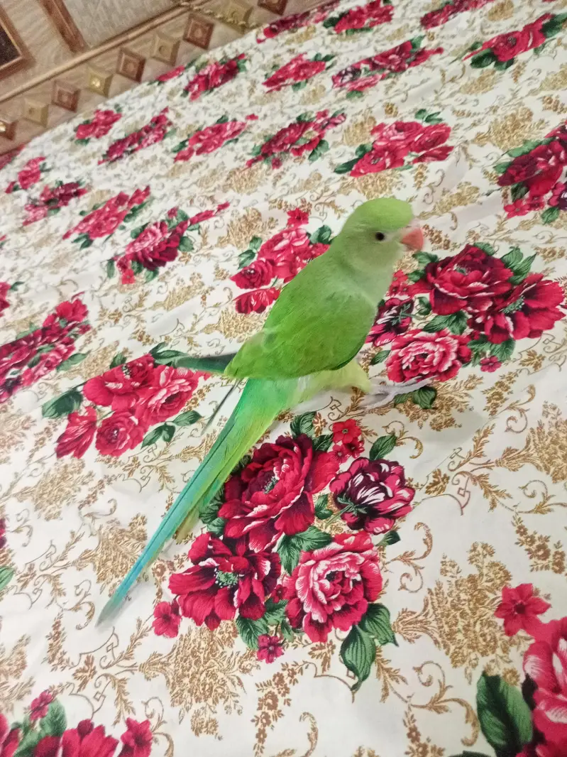 Hand tame Ring neck & fly tame pine apple conure — photo 11
