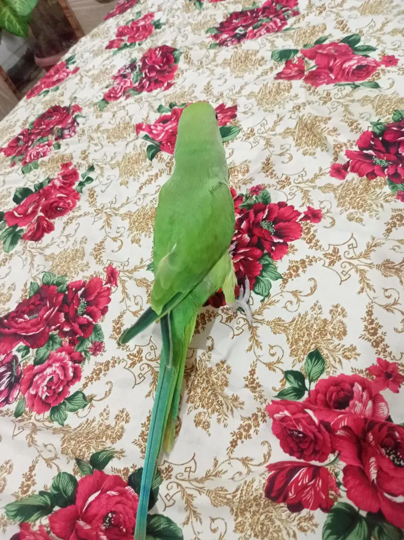 Hand tame Ring neck & fly tame pine apple conure — photo 12