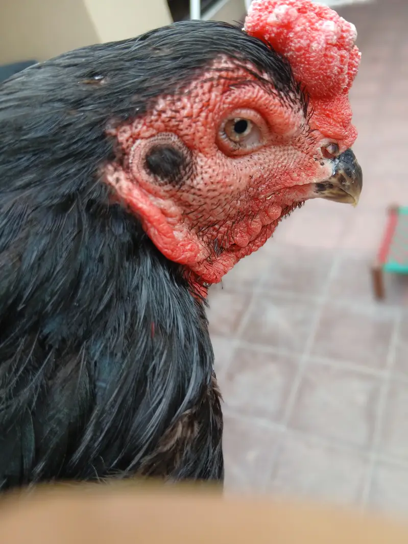 rooster murga| pure Thai hen| Dragon | Shamoo |  | Hera | hens for sal