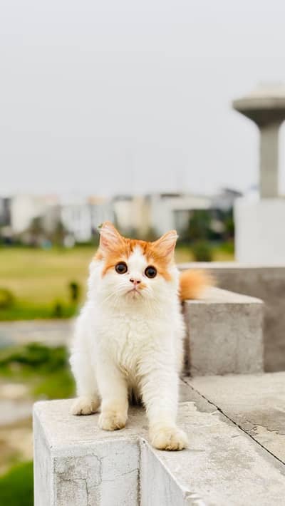 Super Fluffy Bi-Color Persian Kitten for Sale (Semi Punch)