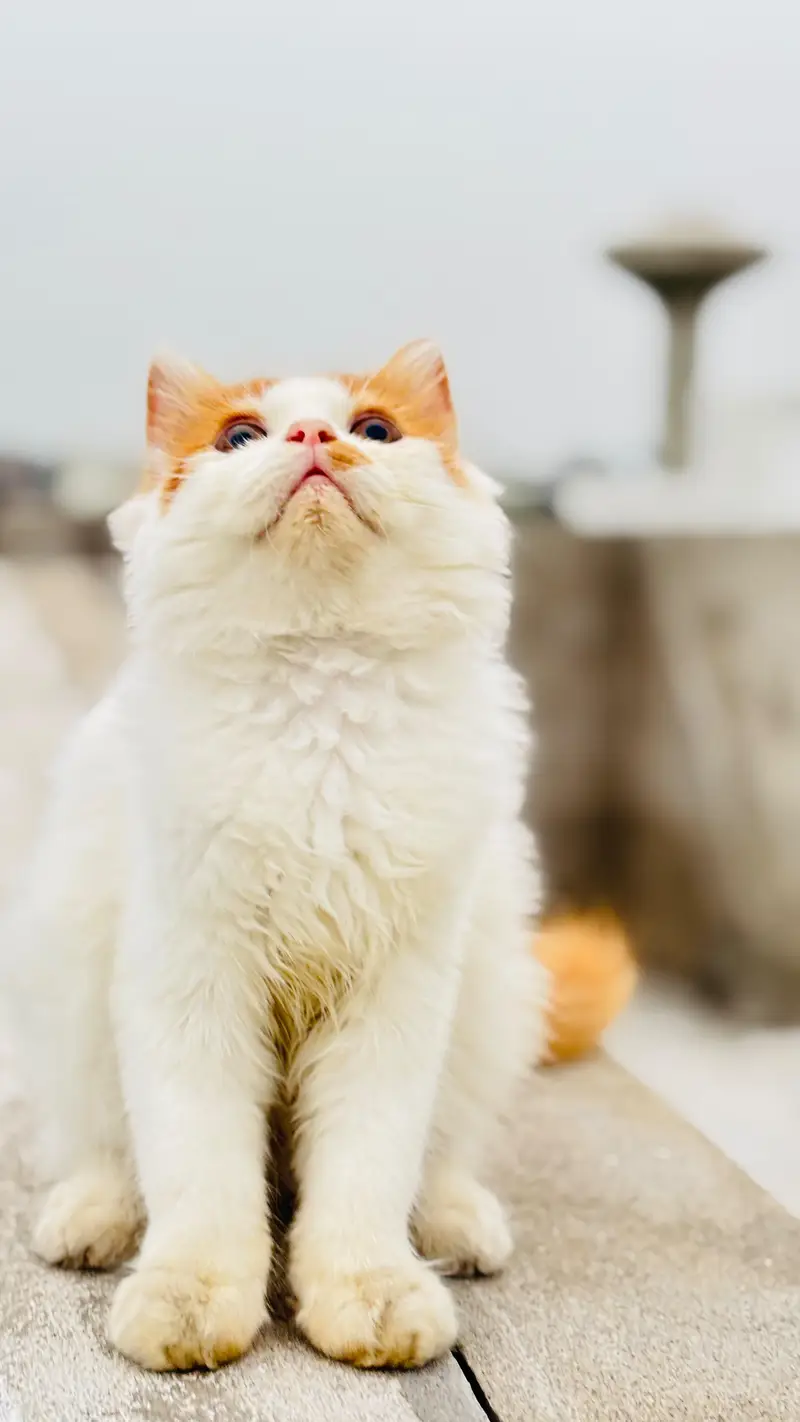 Super Fluffy Bi-Color Persian Kitten for Sale (Semi Punch) — photo 2