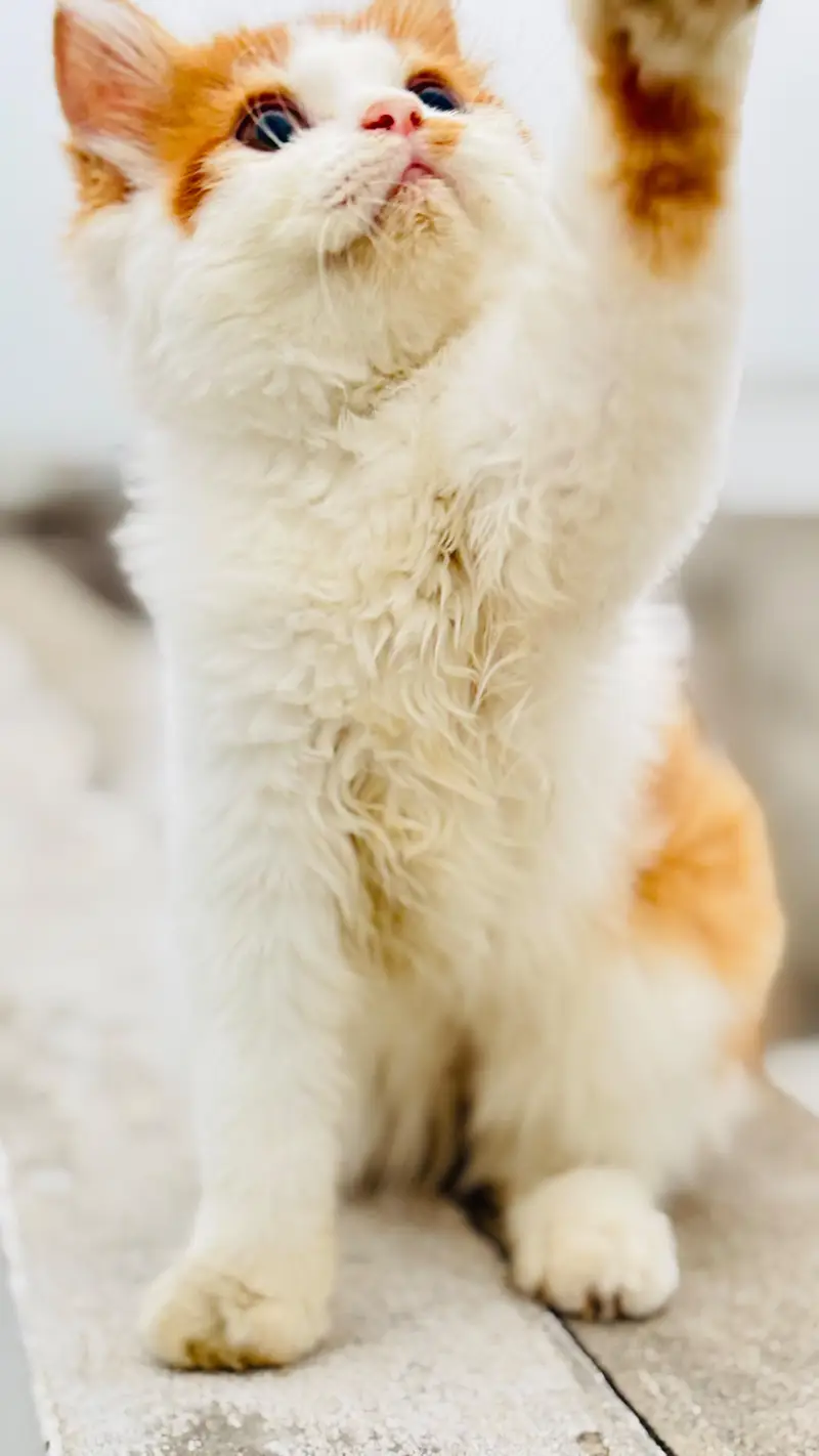 Super Fluffy Bi-Color Persian Kitten for Sale (Semi Punch) — photo 3